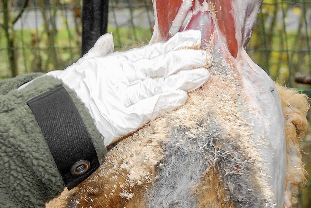 Fuchs abbalgen – Einsatz von Sägemehl zur Balgverarbeitung