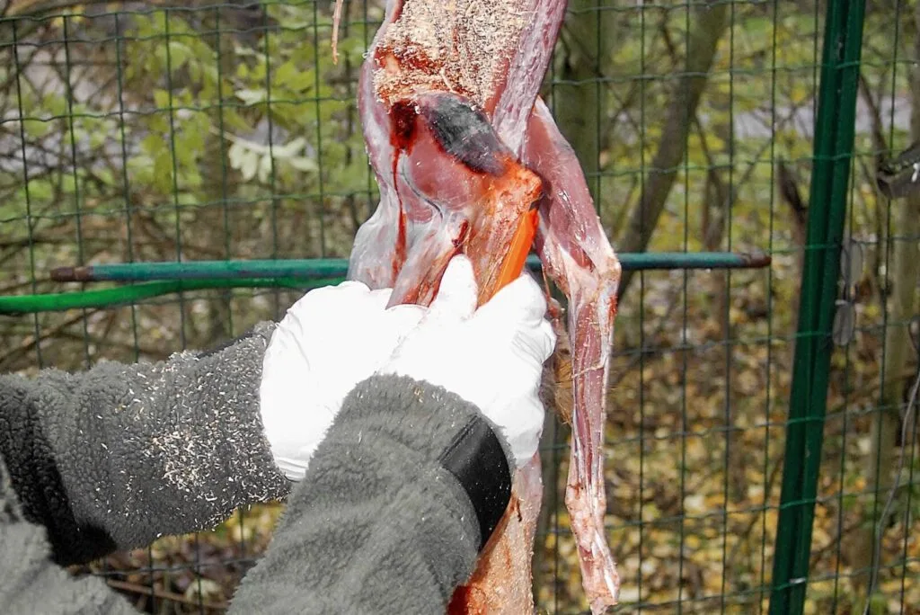 Fuchs abbalgen – Vorderläufe am Hals freilegen