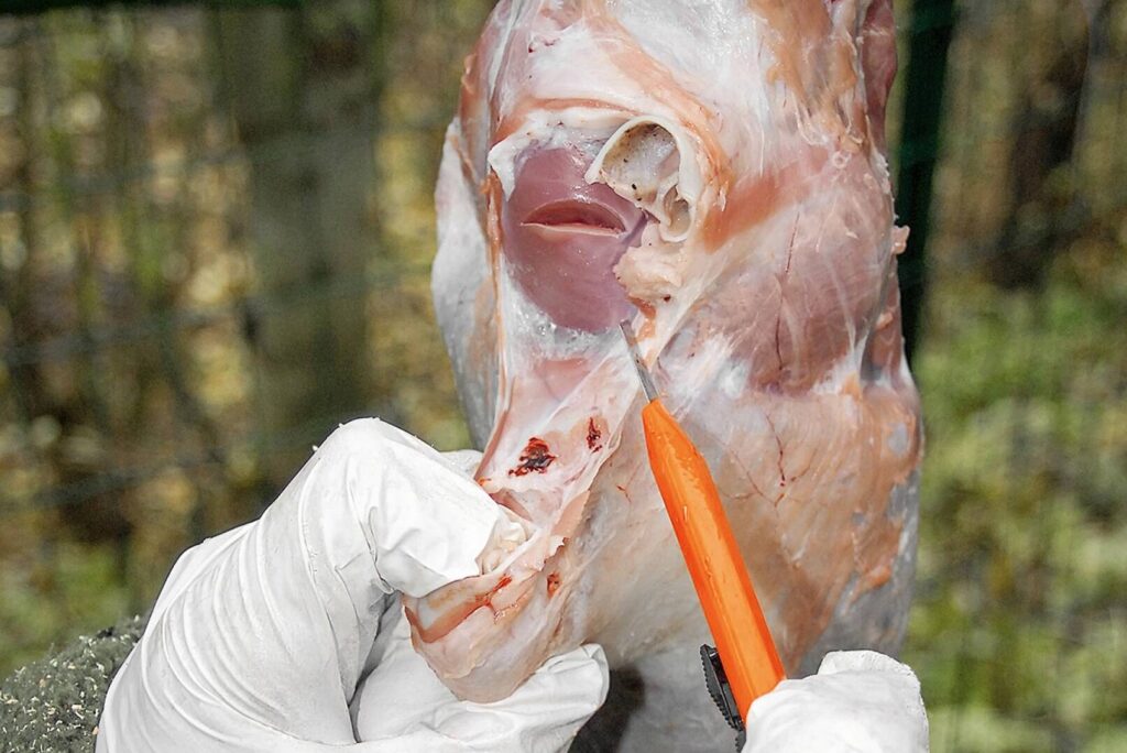 Fuchs abbalgen – Gehöre am Schädel durchtrennen