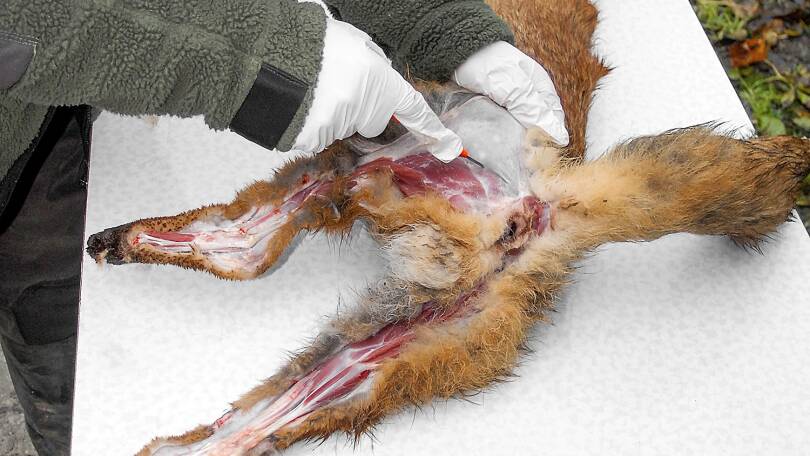 Fuchs abbalgen – Schritt für Schritt Anleitung