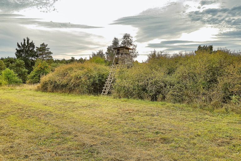Hochstand an einer Lichtung mit dichter Vegetation für optimale Jagdbeobachtung.