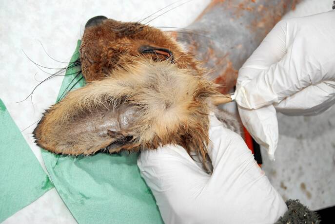 Fuchsbalg mit Gehöre für die Gerbung vorbereitet