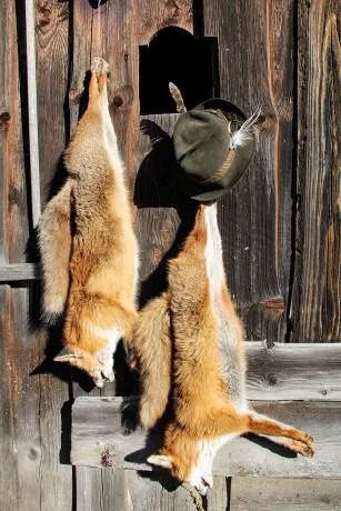 Zwei erlegte Füchse hängen an einer alten Holzwand, daneben ein traditioneller Jagdhut mit Gamsbart