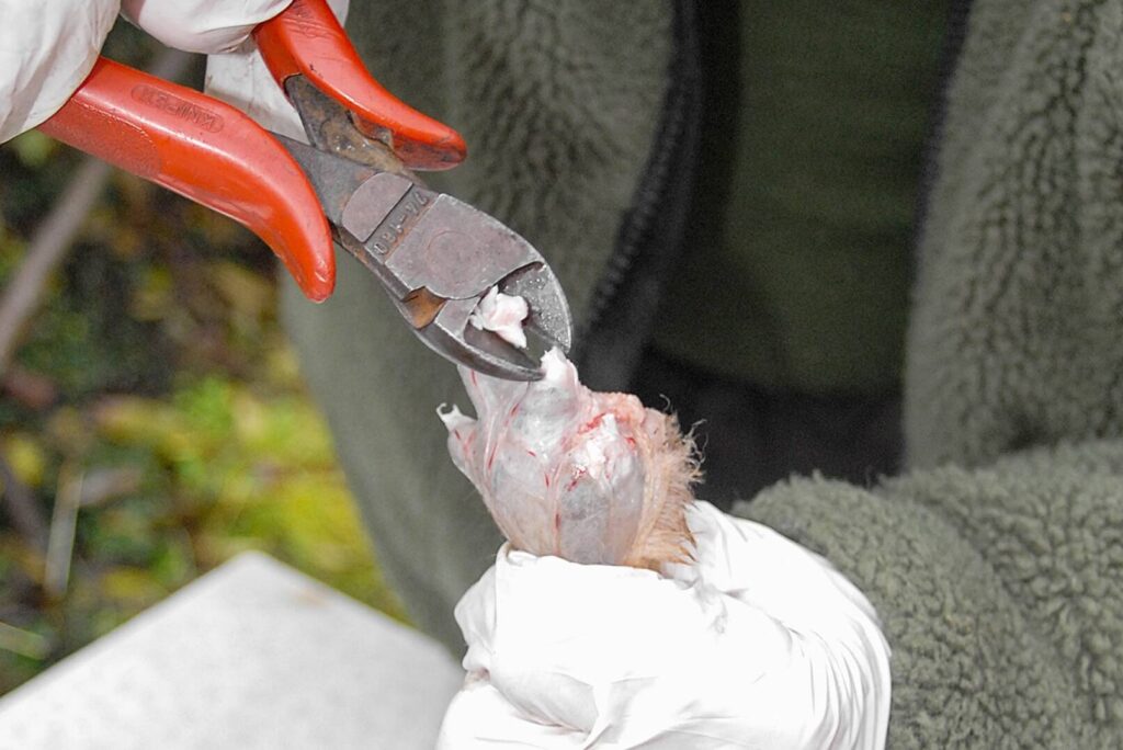 Fuchs abbalgen – Zehenknochen final abtrennen