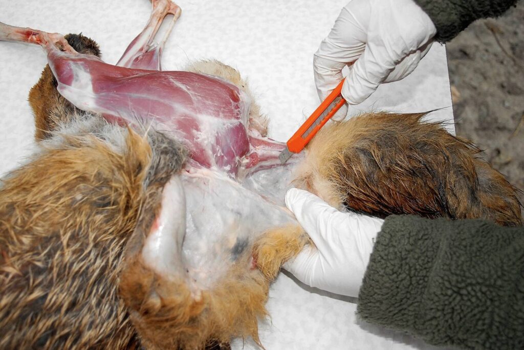Fuchs abbalgen – Durchgriff über dem Rücken schaffen