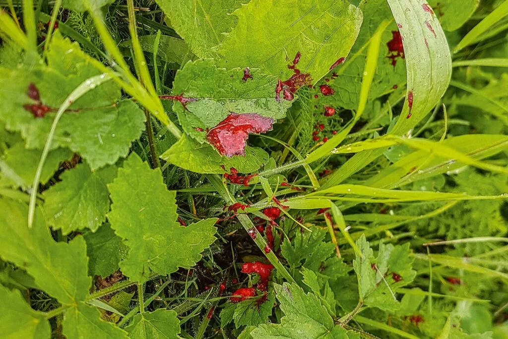 Frischer Lungenschweiß auf grünen Blättern und Gräsern, ein Hinweis auf eine erfolgreiche Nachsuche