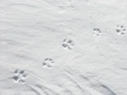 Fuchsfährte im Schnee - © Sven-Erik Arndt