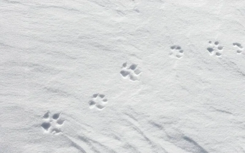 Fuchsfährte im Schnee - © Sven-Erik Arndt
