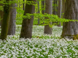 Blühender Bärlauchwald mit dichtem Teppich aus weißen Blüten im Frühlingswald.