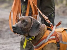 Ein Bayerischer Gebirgsschweißhund mit Suchgeschirr und GPS-Halsband, bereit für den jagdlichen Einsatz.