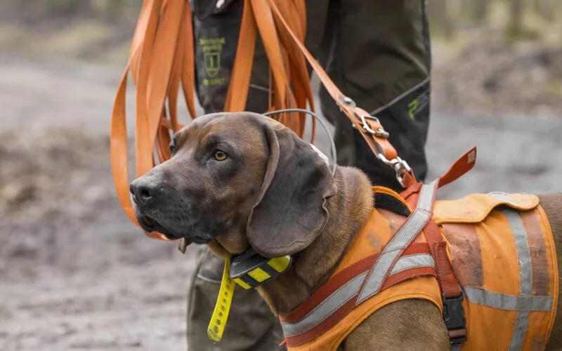 Ein Bayerischer Gebirgsschweißhund mit Suchgeschirr und GPS-Halsband, bereit für den jagdlichen Einsatz.