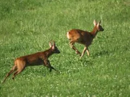 Beim Treiben des Rehbocks kommt es häufig zu Wechseln über Straßen, daher Vorsicht im Verkehr.