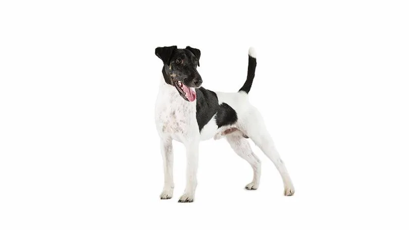 Jagdhunderassen: Fox Terrier – © Christoph Burgstaller