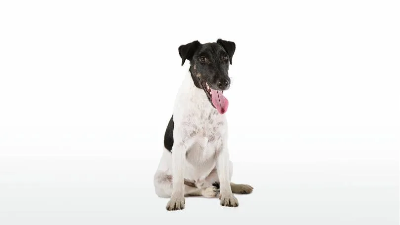 Jagdhund, Fox Terrier – engagierter und vielseitiger Jagdhund für die Arbeit auf kleiner Beute