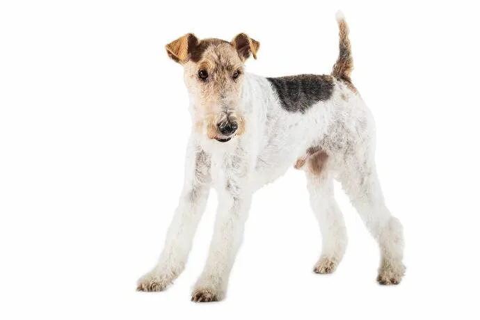Jagdhund, Fox Terrier – vielseitiger Jagdhund für die Jagd auf kleine Tiere