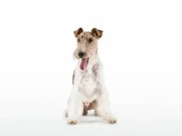 Jagdhunderassen: Fox Terrier – © Christoph Burgstaller