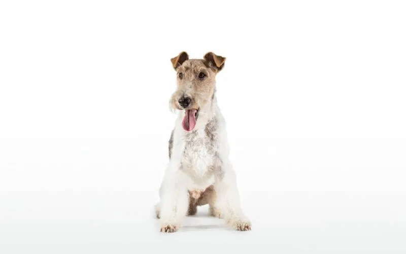 Jagdhunderassen: Fox Terrier – © Christoph Burgstaller