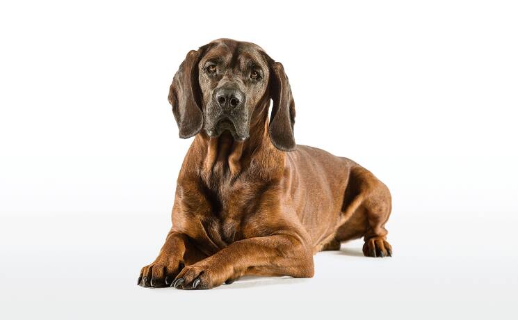 Hannoverscher Schweißhund – zuverlässiger Jagdhund für die Nachsuche © WEIDWERK