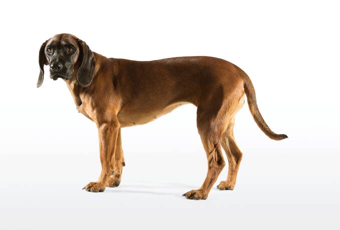 Bayerischer Gebirgsschweißhund – idealer Jagdhund für die Nachsuche im Gebirge