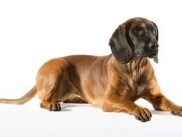 Bayerischer Gebirgsschweißhund mit glattem, dichtem Fell in typischer Farbvariante von Tiefrot bis Semmelfarben.