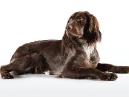 Deutsch Langhaar Jagdhund – Vielseitiger Vorstehhund für die Jagd © Christoph Burgstaller