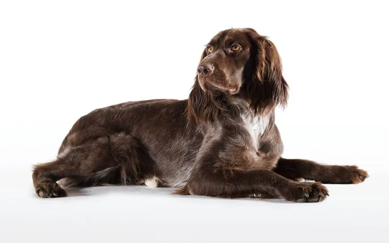 Deutsch Langhaar Jagdhund – Vielseitiger Vorstehhund für die Jagd © Christoph Burgstaller