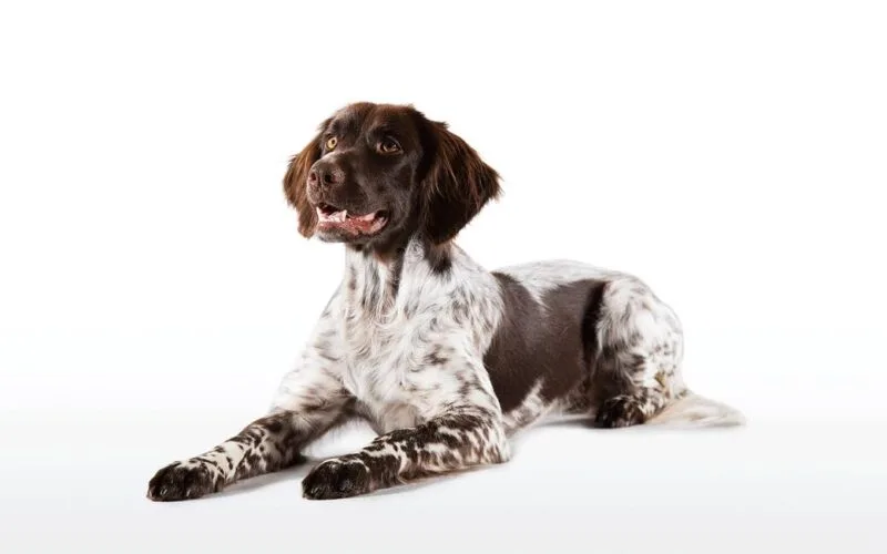 Kleiner Münsterländer Jagdhund – Ein treuer Begleiter für die Jagd. © Christoph Burgstaller