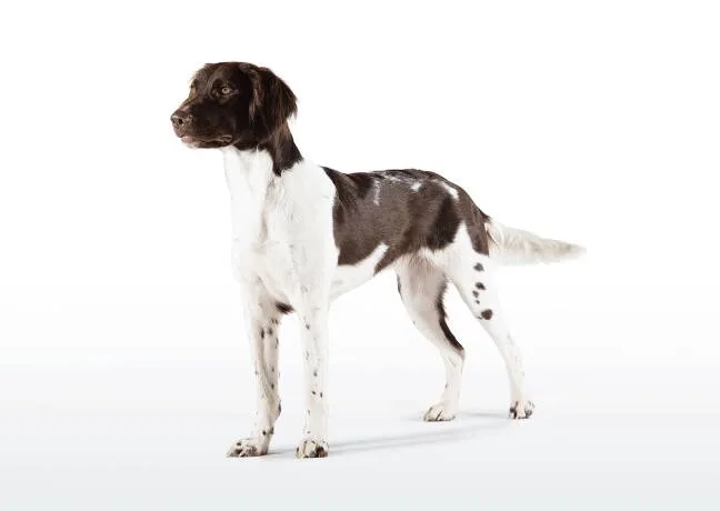 Der Kleine Münsterländer – Vielseitiger Jagdhund mit besonderem Arbeitseifer. © Christoph Burgstaller