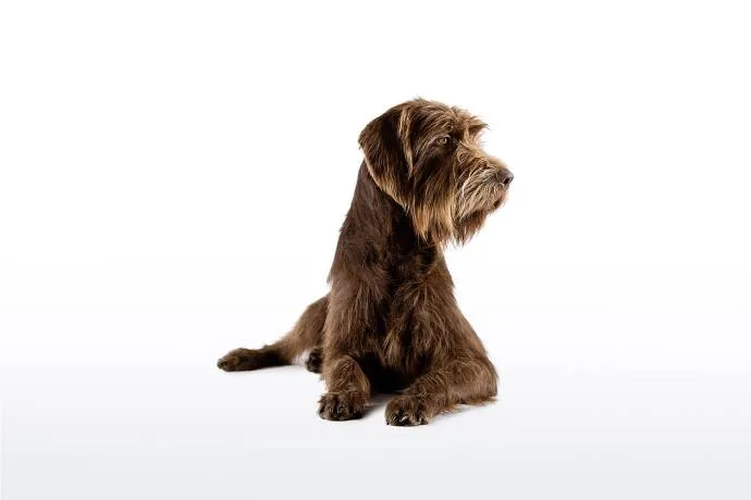 Pudelpointer – Jagdhund im Porträt, Foto von Christoph Burgstaller