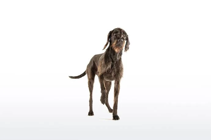 Pudelpointer – Gelehrig, folgsam und ausdauernder Jagdhund, Foto von C. Burgstaller