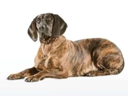 Hannoverscher Schweißhund – Spezialist für Nachsuche und Fährtenarbeit © WEIDWERK
