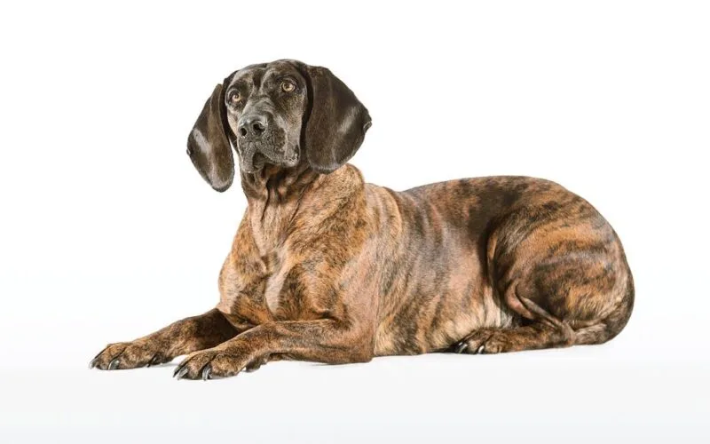 Hannoverscher Schweißhund – Spezialist für Nachsuche und Fährtenarbeit © WEIDWERK