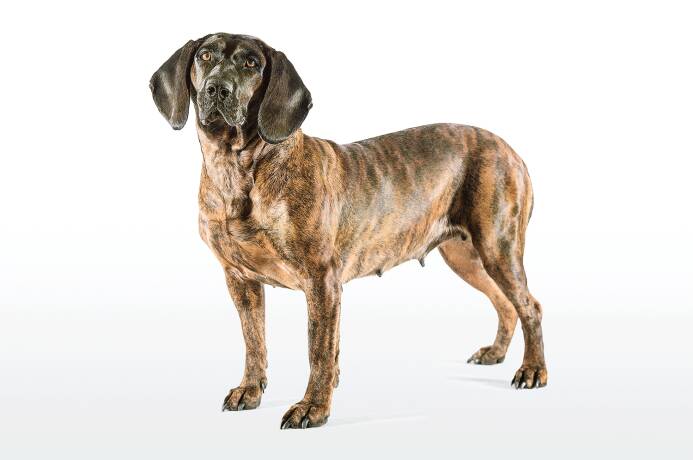 Hannoverscher Schweißhund – ruhiger, sicherer Jagdhund für die Nachsuche © WEIDWERK
