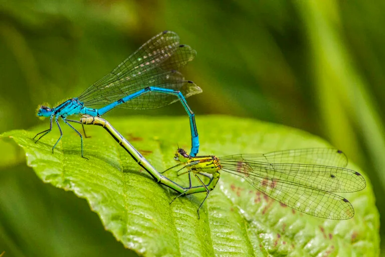 Libellenpaarung im typischen Paarungsrad: Das Männchen der Hufeisen Azurjungfer ist leuchtend blau gefärbt, das Weibchen dagegen unscheinbar.