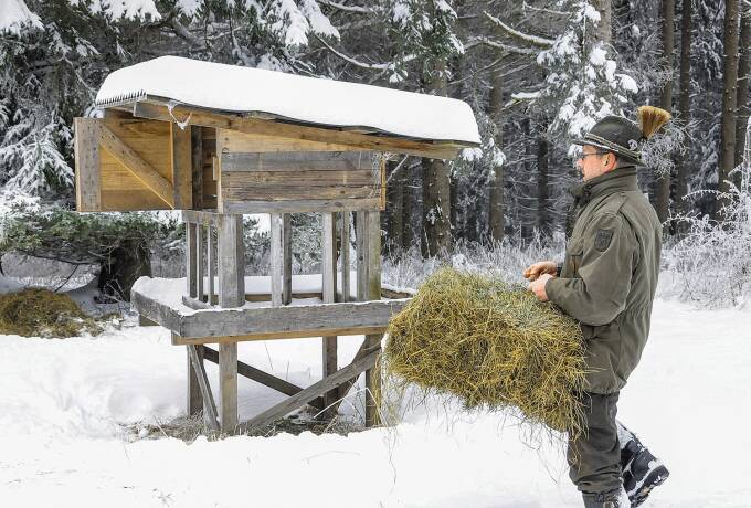 Ein Jäger füttert Wildtiere im verschneiten Wald vor einem Hochsitz mit Heu.