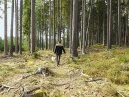 Jäger bei der Kirrung im Wald für eine erfolgreiche Schwarzwildjagd