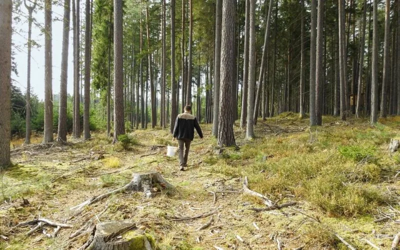 Jäger bei der Kirrung im Wald für eine erfolgreiche Schwarzwildjagd