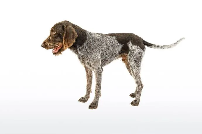 Deutsch Stichelhaar – vielseitiger Jagdhund mit robuster Statur und rauem Fell.
