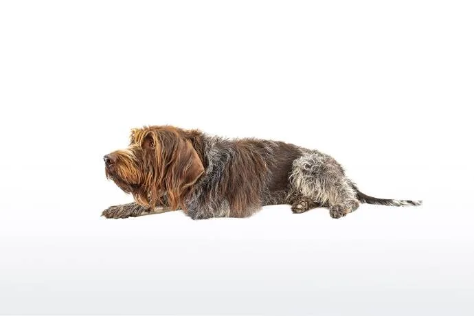 Griffon Korthals – robuster Jagdhund mit rauem Fell, perfekter Begleiter für die Jagd.