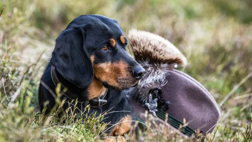 Alpenländische Dachsbracke im Gras mit traditionellem Jagdhut