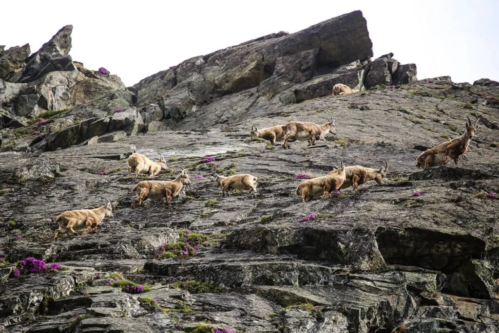 Eine Gruppe Steinböcke klettert über eine steile, felsige Gebirgslandschaft mit vereinzelten blühenden Pflanzen