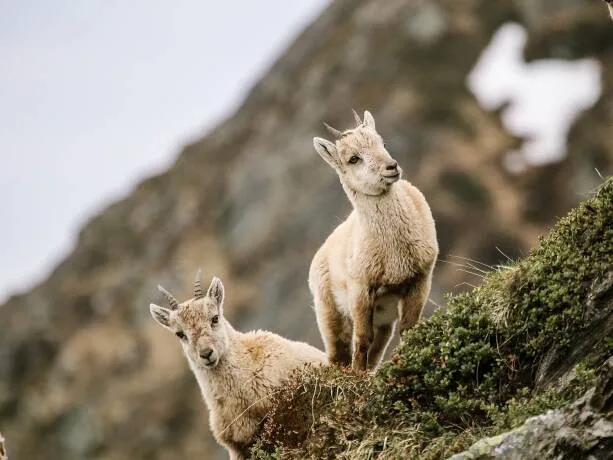 Zwei junge Steinböcke stehen aufmerksam auf einem Felsen in alpiner Landschaft