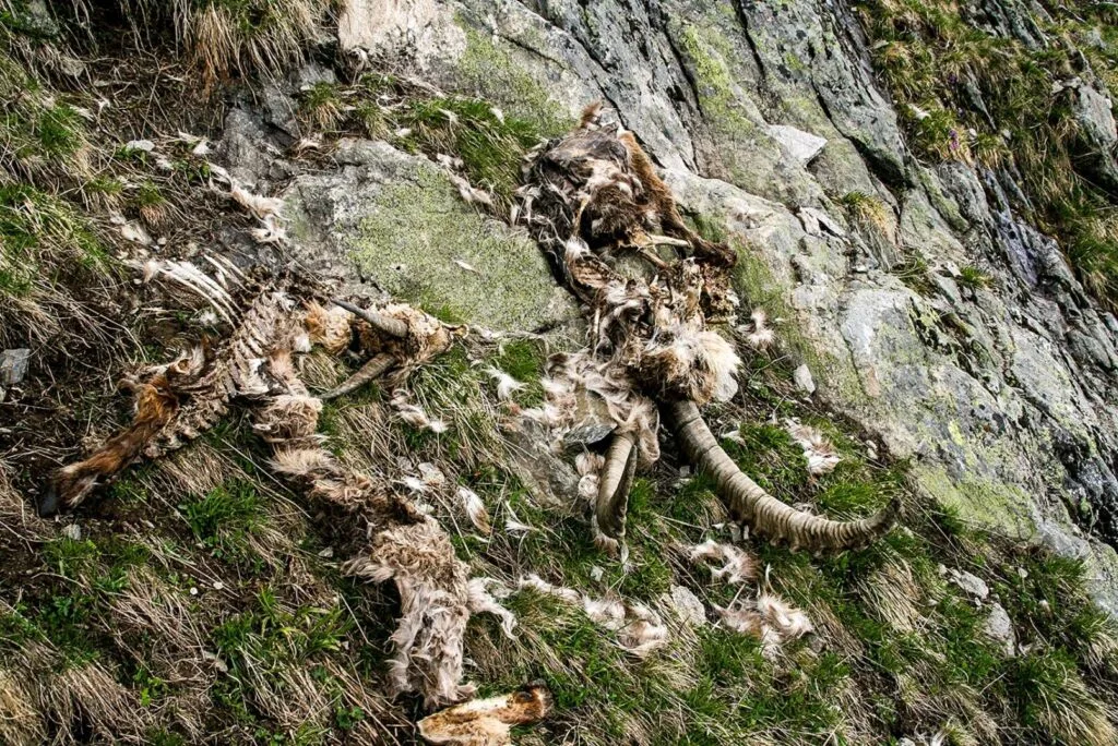 Verendeter Steinbock in alpinem Gelände, das Skelett teilweise freigelegt und Fellreste verstreut auf dem Hang
