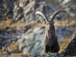 Ein Steinbock mit imposanten, gebogenen Hörnern steht auf einem Felsen in alpiner Landschaft