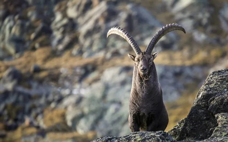 Ein Steinbock mit imposanten, gebogenen Hörnern steht auf einem Felsen in alpiner Landschaft