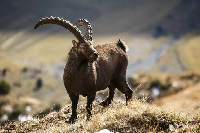 Majestätischer Steinbock mit beeindruckenden Hörnern steht auf einem Berghang in alpiner Landschaft
