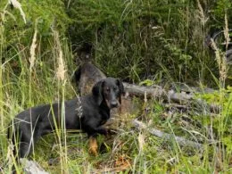 Slovenský Kopov in dichtem Waldgebiet auf der Suche nach Wild