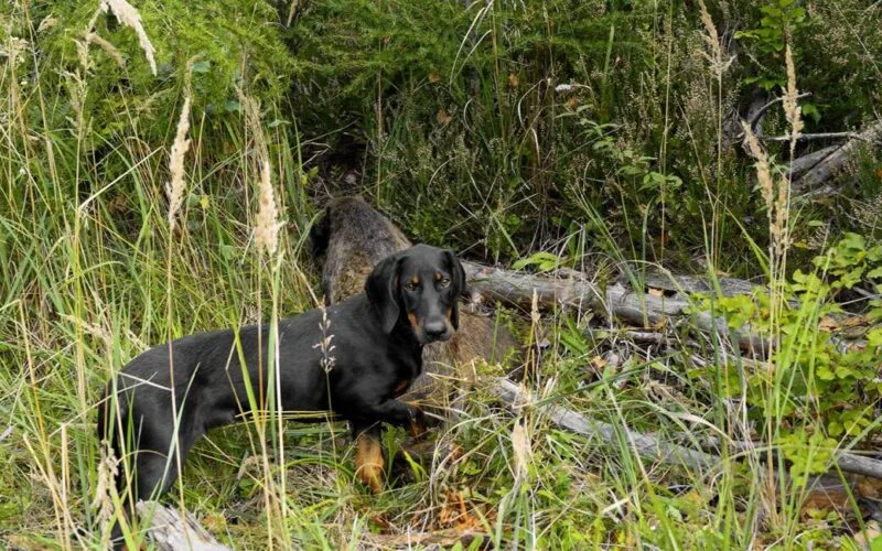 Slovenský Kopov in dichtem Waldgebiet auf der Suche nach Wild