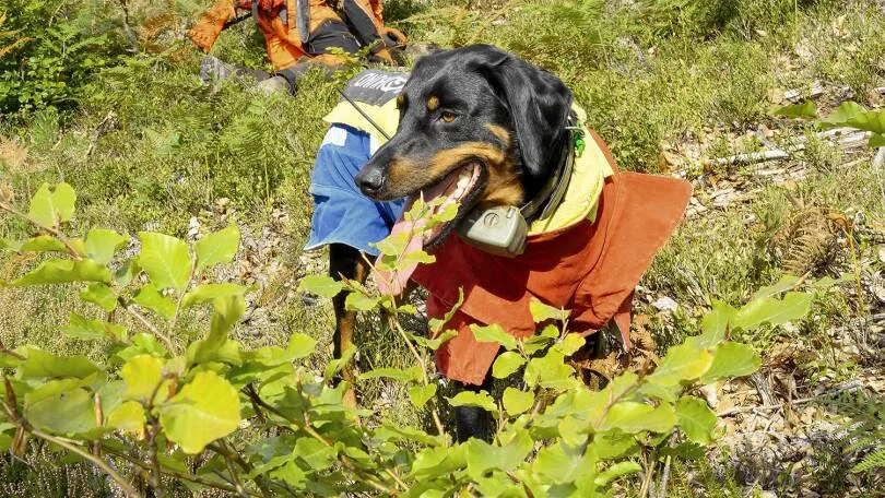 Slovenský Kopov mit Schutzausrüstung auf der Jagd