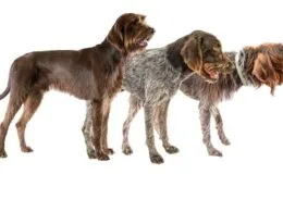 Drei Jagdhunde im Profil – Pudelpointer, Deutsch Stichelhaar und Griffon Korthals, ideale Begleiter für die Jagd.